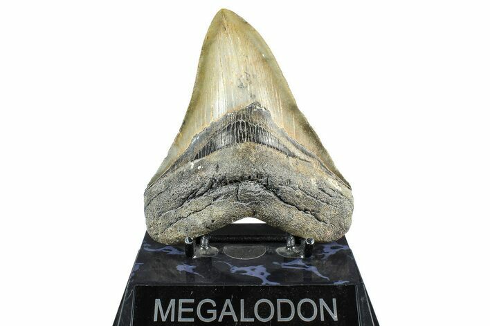 Serrated, Fossil Megalodon Tooth - North Carolina #368431